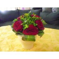 Roses ACHERON 5x XXXL 40 cm Nr 712